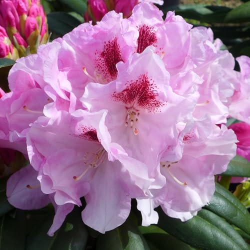 Rhododendron Yakush Hybrid Flanagan's Daughter – Compact Evergreen with Large Pink Flowers and Crimson Blotch, Ideal for Small Gardens and Containers, 1X 3 Litre Pot by Thompson and Morgan