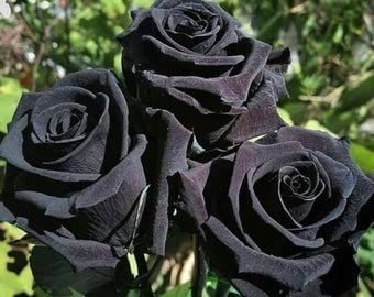 Brandneu! China Rare Black Rose Blumensamen 200pcs Leicht zu Pflanzenfamilie Garten Samen La rosa negra Semillas Samen Familie Anbetung