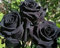 Brandneu! China Rare Black Rose Blumensamen 200pcs Leicht zu Pflanzenfamilie Garten Samen La rosa negra Semillas Samen Familie Anbetung
