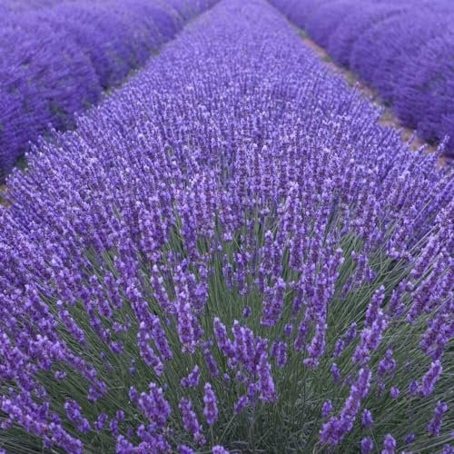 Plant Theory Munstead Lavender Lavandula Angustifolia Shrub Plant 2L Pot