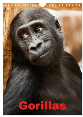 Gorillas (Wandkalender 2026 DIN A4 hoch), CALVENDO Monatskalender: Die sanften Riesen Afrikas (CALVENDO Tiere)