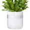 Phoenix Vine 20,3 cm selbstbewässernder Pflanztopf aus weißem Terrakotta-Ton, mit Glasspeicher für Zimmerpflanzen, Kräuter, Blumen, 1er-Set, 52-B-H-1