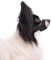 Maulkorb für Hunde mit Kurzer Schnauze, Maulkorb für Kleine und Mittelgroße Hunde Weich Maulkorb Gegen Beißen und Bellen Dog Muzzle für Chihuahua Hiromi Shih Tzu, Schnauzenumfang 10,8-14cm