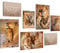 Novart Bilder Löwen Afrika Tiere - KOMPLETT AUFHÄNGFERTIG - Beige Wohnzimmer Schlafzimmer Flur - 7 Moderne Mood-Bilder - N036272a
