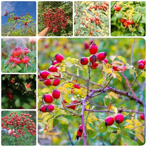 semi di rosa canina per gli amanti del giardino, piante in vaso permanente, perenne resistente, semi di frutta piante in vaso resistenti rosa canina piante resistenti 500pcs