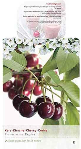 Süßkirsche 'Regina' 100-120 cm Prunus avium - Selbstfruchtend, Robust & Ertragreich - Perfekt für den Garten und Balkon