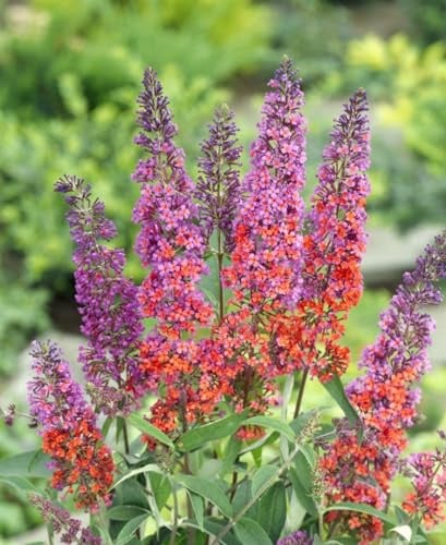 Sommerflieder 'Flower Power' 80-100 cm Topf Buddleja davidii winterhart | Buddleja davidii, sommergrün, 150-300 cm, violett-orange Blüten Juli-September, sonnig, Duftgarten, winterhart bis -15 °C