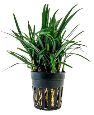 AquaOne Plante de terrarium Ophiopogon Kyoto I Plantes de paludarium vivantes forêt tropicale Plantes de terrarium entièrement enracinées Décoration simple