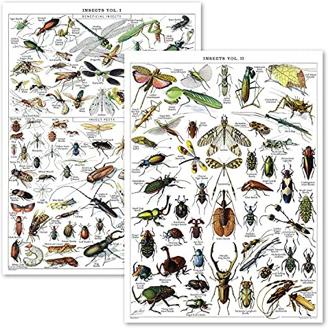 Palace Learning Vintage-Poster mit Insektenmotiv, Entomologie-Identifikation, Referenztabelle, Band 1 und 2, laminiert, 45,7 x 61 cm