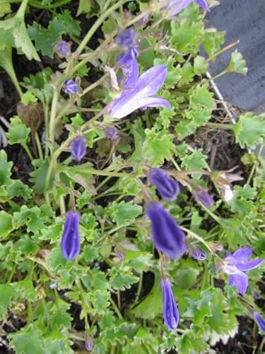 Glockenblume Birch - Campanula portenschlagiana Verpackungseinheit 20
