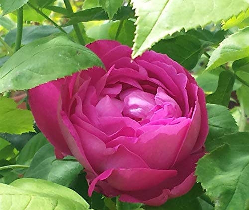 1 PIANTA DI ROSA BRUNA DA SCIROPPO VASO IN 19CM PROFUMATA