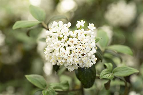 Viburnum burkwoodii 'Conoy' 80 cm – Winterhart, Mehrjährig, Pflegeleicht – Duft-Schneeball – Heckenpflanze für Garten & Sichtschutz