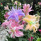 Lilien pflanzen,Lilium zwiebeln,Seltene Lilienzwiebeln winterharte Stauden, aromatische Pflanzen, Terrasse, Balkon, Garten-4zwiebeln-C