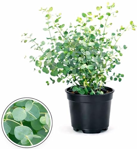 POWERS TO FLOWERS - EUCALYPTUS, EUCALIPTO, VASO 14 CM DIAMETRO, pianta vera