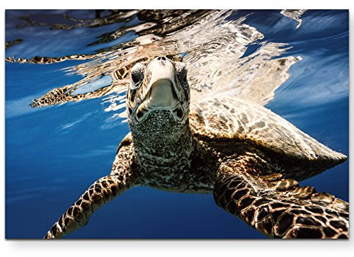 Paul Sinus Art Leinwandbilder | Bilder Leinwand 120x80cm Schildkröte unter Wasser