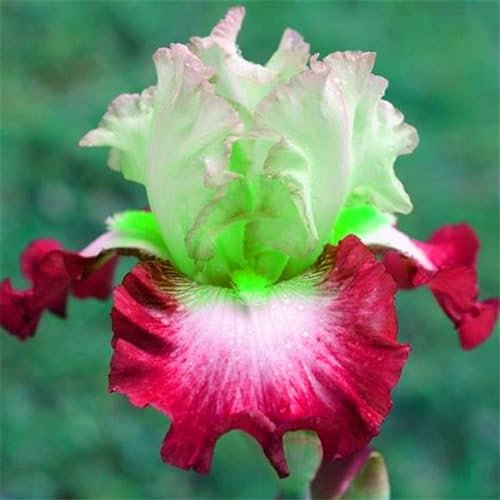(Irispflanze, iris knolle) winterharte Staude, Gartenpflanze, blüht im Sommer-15zwiebeln-I