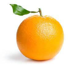 Árbol Naranja Dulce. Árbol de 2 años. En Maceta plástica. 150 cm Altura