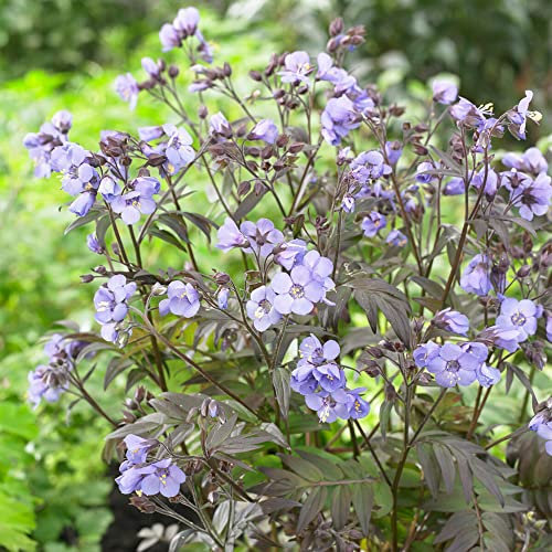 Polemonium Heaven Scent - Jacob's Ladder | Deciduous Outdoor Garden Perennial (20-30cm Incl. Pot)
