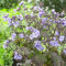 Polemonium Heaven Scent - Jacob's Ladder | Deciduous Outdoor Garden Perennial (20-30cm Incl. Pot)