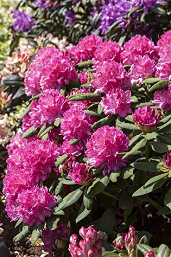 Rhododendron Hybr. 'Catharine van Tol' 100-120 cm - Rhododendron, rosa Blüten, Blütezeit Mai-Juni, ideal für Halbschatten, immergrün, winterhart