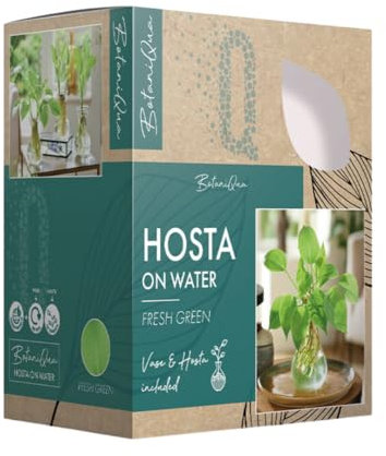 BotaniQua Hosta BonitaQua Set - Hydrokultur Pflanze mit Glasvase | Pflegeleichte Zimmerpflanze | 3 Verschiedene Arten für Grünes Zuhause (1x Flamed Green)