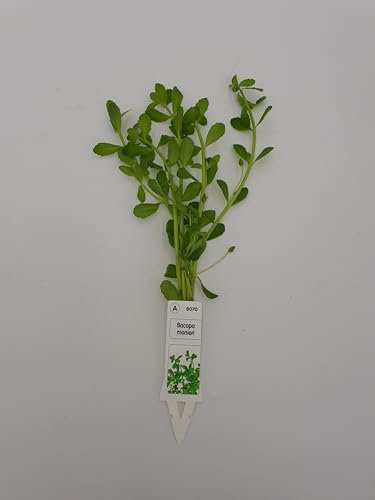Wasserpflanzen Aquarium 1 schöne volle Bundpflanze wählen Sie selbst + 2 kleine Mooskugeln 1-2 cm (Bacoba monieri)