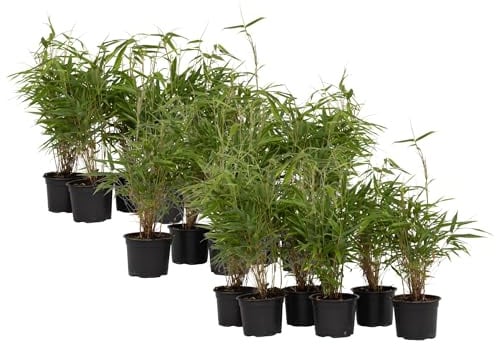 Plant in a Box - Fargesia Rufa - 18er Set - Bambus Pflanze - Nicht invasiv - Grüner Bambus - Winterhart - Topf 13cm - Höhe 25-40cm
