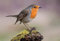 3 D Ansichtskarte Rotkehlchen, Postkarte Wackelkarte Hologrammkarte Tier Vogel Gartenvogel