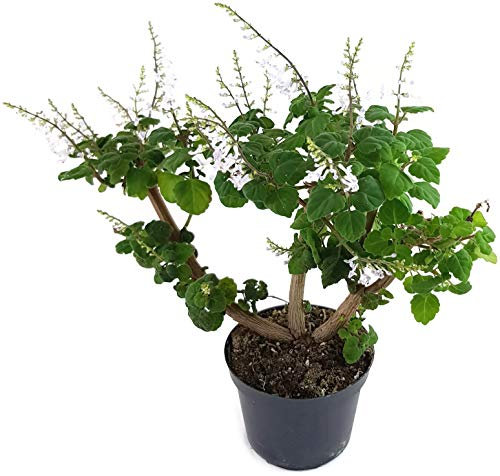 Fangblatt - Plectranthus ernstii - 'Bonsai Minze' - zauberhaftes Harfenstrauchgewächs - spektakuläre Zimmerpflanze mit außergewöhnlichen Erscheinungsbild - pflegeleichter Bonsai