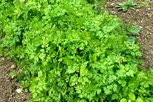 50 Graines de Cerfeuil Commun 'Anthriscus Cerefolium' Kerbelsamen