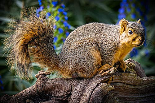 Puzzle per adulti 1000 pezzi,Scoiattolo 11., Resistente blocco puzzle in legno , Giochi per la famiglia Educazione per la casa