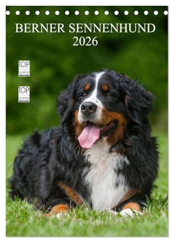 Berner Sennenhund 2026 (Tischkalender 2026 DIN A5 hoch), CALVENDO Monatskalender: Berner Sennenhunde auf 13 wundervollen Fotos (CALVENDO Tiere)