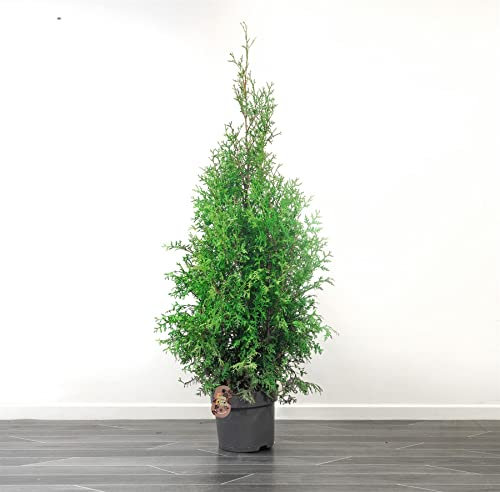 1 Pot of Goldcrest Cypress 3ft Christmas Tree - Real Live Fresh Living Potted Plant of Xmas New Year