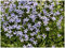 1 x Isotoma fluviatilis 'Dunkelblau' (Winterhart/Staude/Bodendecker/Mehrjährig/Stauden) Blauer Bubikopf/Gaudich - Dauerblüher - Tiefblau sanft und bezaubernd - Rasenersatz - von Stauden Gänge