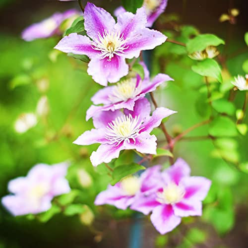 Bulbi Di Clematide Hardy Bulbi Perenni Piante Rampicanti Fiori Da Balcone Giardino Clematis Piante Rustiche Per Giardino Piante Perenni Pianta Clematide Giardiniere Regali Piante 2 Clematis Tuberi