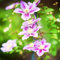 Bulbi Di Clematide Hardy Bulbi Perenni Piante Rampicanti Fiori Da Balcone Giardino Clematis Piante Rustiche Per Giardino Piante Perenni Pianta Clematide Giardiniere Regali Piante 2 Clematis Tuberi
