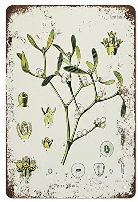 Blechschild mit botanischem Kräuterdruck der Common Mistelzweig – Viscum Album – Old Botanic Chart Diagramm Blechschild, Vintage-Stil, Wanddekoration, Geschenk für Mutter, Vater, Freunde, Blechschild,