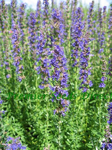 PREMIER SEEDS DIRECT - HYSSOP - HERB - 500 FINEST SEEDS (ORGANIC)