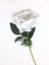 AFS Single Stem Velvet Touch Artificial Roses Wedding Bouquet Vase Flowers (White)