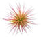 TheSunnyValley Tillandsia Air Plants Collection Indoor House Plant Flower for Gift Present Special Ocassion (Tillandsia Ionantha red)