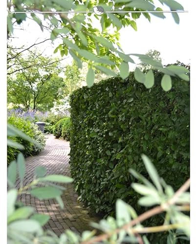 Rotbuche Fagus sylvatica 100-125 cm, Wurzelnackt. 50 Pflanzen. Rotbuche Hecke