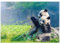 MyPuzzle Mutter Panda und Ihr Baby Panda beim Bambus Essen - Premium 1000 Teile Puzzle - MyPuzzle Sonderkollektion von Puzzle Galaxy