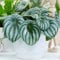 Peperomia Argyreia | Colourful Vibrant Indoor Home Office Plant | 15-25cm Potted