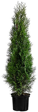 Dehner Thuja Smaragd, für 6 Meter Hecke, ca. 140-160 cm, 12 x 23 l Topf, Heckenpflanze
