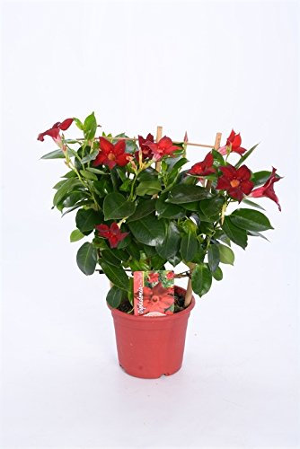 Dipladenia, Dipladenie, Mandevilla am Spalier, ca. 40cm hoch incl. Topf (Rot, Sorte: Rio Deep Red)