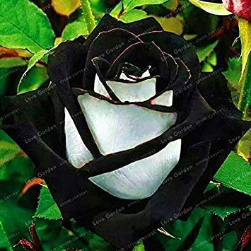 Potseed . Rare Rose Black Rose Flower with Red Edge Rare Rose Flowers for Garden Planting Home Garden Plant 50PCS: 8