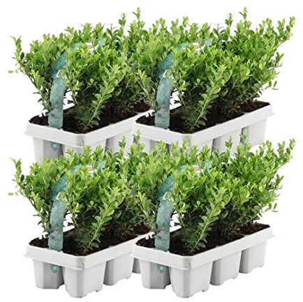 Plants by Frank – 24 Stechpalme Pflanze | Heckenpflanzen Winterhart | 24 x Ø7 cm - 15 cm Ilex crenata Jenny | Heckenpflanzen | Buchs ersatz | Buchsbaum ersatz