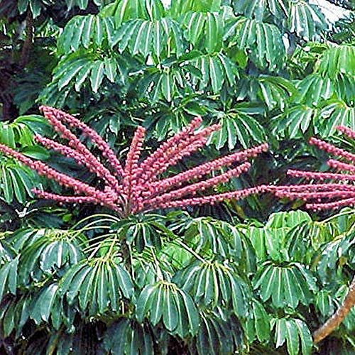 Schefflera actinophylla Umbrella Baumhaus Pflanzensamen