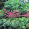 Schefflera actinophylla Umbrella Baumhaus Pflanzensamen
