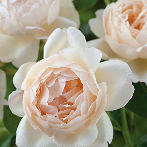 David Austin-Rose ' Wollerton Old Hall'